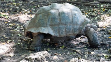 Görkemli dev kaplumbağa verimli orman zemininde zarifçe dolaşıyor ve eşsiz ve güzel kabuğu Zanzibar Afrika 'yı sergiliyor.