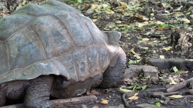 Zanzibar Afrika 'nın yemyeşil yeşillikleri ve toprak arazisinde huzur içinde dinlenen dev bir kaplumbağanın detaylı bir yakın görüntüsü.