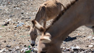 Artan kirliliğin ortasında hayatta kalmak için mücadele eden vahşi yaşama bir bakış, Tanzanya Afrika 'nın acil çevre sorunlarını vurguluyor