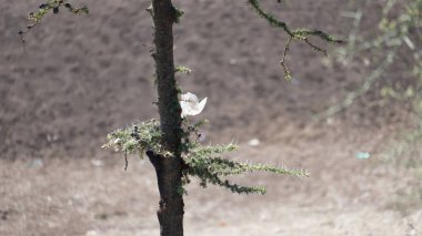 Tarangire Ulusal Parkı Tanzanya Afrika 'sını güzelleştiren sakin ve toprak bir arka planda dinlenen güzel bir kuşun olduğu sakin bir sahne.