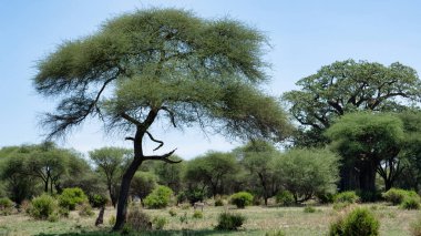 Canlı bir gökyüzü altında gelişen gür ağaçların sakin manzarası olağanüstü güzellikleri sergiliyor Tarangire Ulusal Parkı Tanzanya Afrika