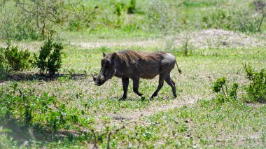 Engin, yemyeşil çayırlarda özgürce dolaşan muhteşem bir yaban domuzu çarpıcı güzelliği Tarangire Ulusal Parkı Tanzanya Afrika 'yı gözler önüne seriyor.