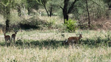 Canlı ve yemyeşil bir doğal ortamda otlayan antilopları tasvir eden sakin ve pitoresk bir manzara Tarangire Ulusal Parkı Tanzanya Afrika
