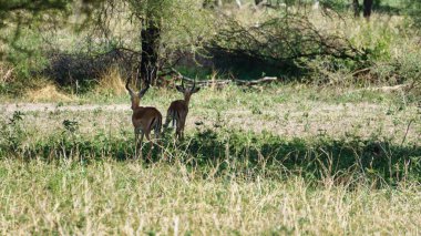 Tarangire Ulusal Parkı Tanzanya Afrika 'daki bir ağacın altında yemyeşil bir alanda huzur içinde otlayan iki zarif geyiği gösteren huzurlu ve huzurlu bir manzara.