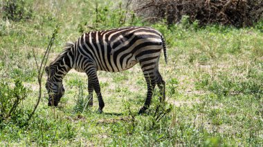 Görkemli bir zebra, geniş, yemyeşil bir arazide huzur içinde otluyor. Tarangire Ulusal Parkı, Tanzanya Afrika 'daki siyah beyaz çizgilerini vurguluyor.