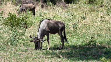 Bir çift görkemli antilop, sakin Afrika manzarasındaki yemyeşil çimlerde huzur içinde otluyor. Tarangire Ulusal Parkı Tanzanya Afrika