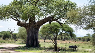 Büyüleyici bir baobab ağacı, canlı vahşi yaşam ve yemyeşil Tarangire Ulusal Parkı Tanzanya Afrika ile çevrili Afrika 'da dimdik ayakta duruyor.