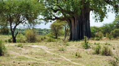 Serengeti Tarangire Ulusal Parkı Tanzanya Afrika 'nın sakin savana manzarasına karşı muhteşem bir Baobab ağacının nefes kesici ve çarpıcı manzarası.