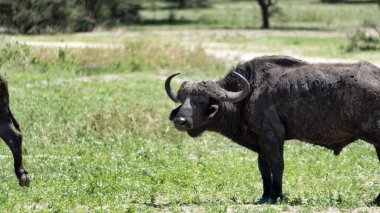Görkemli bir bufalo yemyeşil bir alanda gururla duruyor, güzelliğin özünü mükemmel bir şekilde somutlaştırıyor.