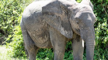 Görkemli bir fil zarif bir şekilde yeşilliğin ortasında duruyor, olağanüstü güzellikleri sergiliyor Tarangire Ulusal Parkı Tanzanya Afrika