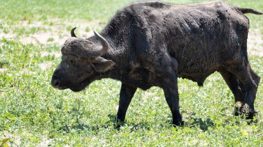 Görkemli bir su bufalosu geniş ve yemyeşil bir arazide huzur içinde yürüyor ve kırsal tarımı gösteriyor.