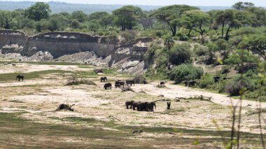 Bir fil sürüsü, doğal habitatları Tarangire Ulusal Parkı Tanzanya Afrika 'daki doğal yaşam direncini gösteren kuru bir arazide dolaşıyor.