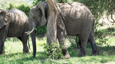 Two majestic elephants are peacefully grazing together beneath the trees in the beautiful and lush African landscape Tarangire National Park Tanzania Africa
