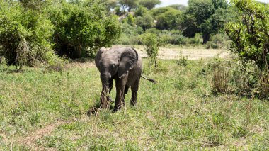 Bir fil her adımda görkemli güzelliğini ve gücünü sergileyerek verimli yeşilliklerde zarifçe hareket eder.