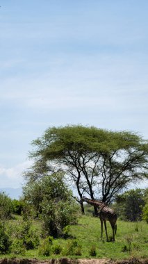 Tarangire Ulusal Parkı Tanzanya Afrika 'da canlı yeşil bir çevrede uzun bir ağacın altında huzur içinde otlayan bir zürafayı gösteren sakin bir sahne.