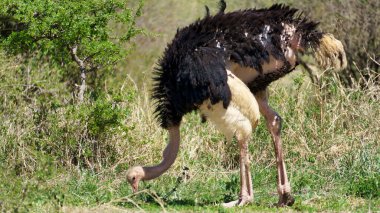 Doğal ortamında yiyecek arayan bir devekuşu istisnai ve benzersiz fiziksel özelliklerini vurgular.
