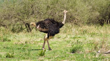 Bir devekuşu canlı yeşil bir alanda kasıla kasıla yürüyor, eşsiz ve güzel özelliklerini sergiliyor.