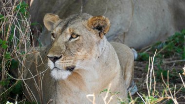Bu, dişi aslanın doğal ortamında huzur içinde dinlendiği samimi ve yakın bir görüntüsü.