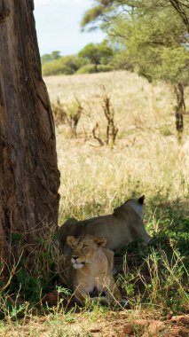 Huzurlu bir ovada dişi aslan ve küçük yavrusu bir ağacın altında sığınak buluyorlar.