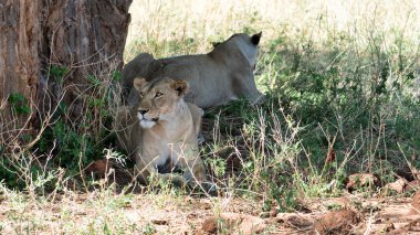 Sakin bir fotoğraf gölgede dinlenen bir dişi aslanı ve arka planda başka bir aslanı gösteriyor.