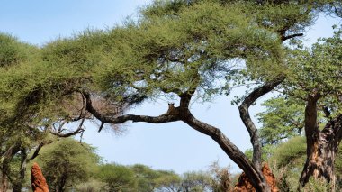 Bu güzel ve huzurlu manzara açık mavi gökyüzüne karşı dizilmiş eşsiz ağaç oluşumlarını canlı bir şekilde sergiliyor.