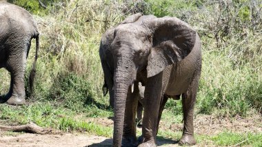 Muhteşem bir filin göz kamaştırıcı bir yakın çekimi güzelliğini sergiliyor, canlı, yemyeşil bir çevreyle çevrili.