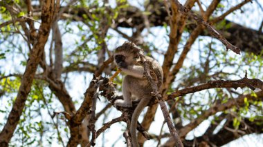 Oyuncu bir maymun, dalların arasına tüneyerek doğal ortamında vahşi yaşamı sergiliyor.