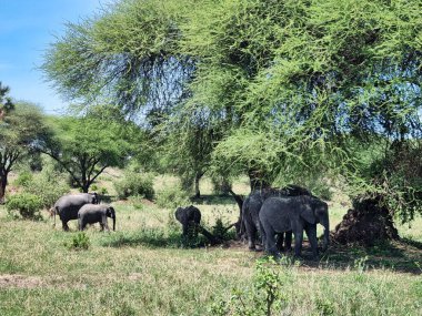 Güneşli bir günde yemyeşil bir ağacın altında toplanan filleri tasvir eden sakin ve sakin bir sahne.
