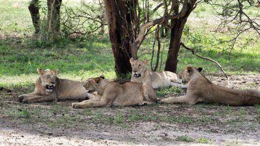 Dört görkemli aslan huzur verici gölgede huzur içinde dinleniyor ve doğal yaşam alanları olan Tarangire Ulusal Parkı Tanzanya Afrika 'da sükunetlerini sergiliyorlar.