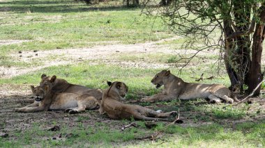 Nazik gölgelerde dinlenen sakin bir aslan grubu doğal yaşam alanlarını ve Tarangire Ulusal Parkı Tanzanya Afrika 'daki benzersiz davranışlarını sergiliyor.