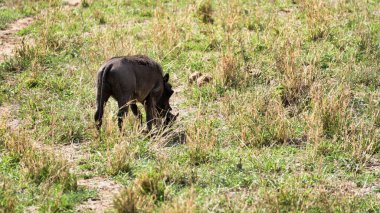 Yalnız bir Afrikalı yaban domuzu doğal yaşam alanının yemyeşil otlaklarında huzur içinde otluyor.