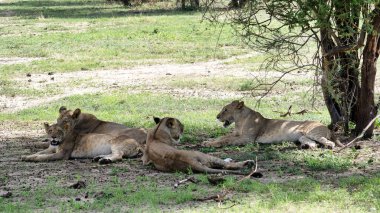 Bir grup görkemli aslan sakin bir ovada huzur içinde uzanır, büyük bir ağacın serin gölgesinin tadını çıkarırlar.