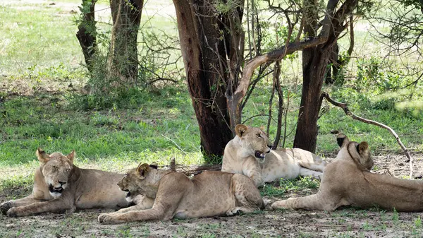 Bir grup görkemli aslan ağaçların altında rahatlar ve doğal davranışlarını güzelce sergilerler.