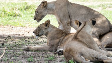 Aslanların bir sürüsü, doğal güzelliklerini ve eşsiz davranışlarını sergileyerek yerde huzur içinde dinleniyor.