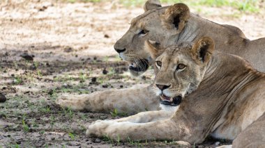 İki görkemli dişi aslan doğal ortamlarında huzurlu ve zarif bir şekilde uzanarak Tarangire Ulusal Parkı Tanzanya Afrika 'sında güneşleniyorlar.
