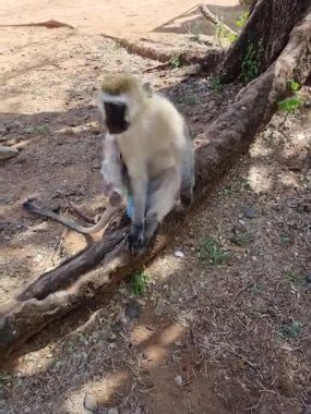Huzurlu ve huzurlu bir ortamda, bir maymun doğasında büyük bir ağacın yanında huzur içinde dinleniyor. Tarangire Ulusal Parkı Tanzanya Afrika