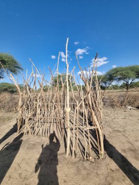 Birbirine dolanmış sopalardan yapılmış bir kır sığınağı sakin bir kırsal kesim olan maasai tarangire tanzanya Afrika 'da canlı mavi bir gökyüzüne karşı kurulmuştur.