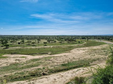 Berrak mavi gökyüzü altındaki yemyeşil bir arazinin güzel sakin manzarası, doğal temalı görüntüler için ideal Tarangire Ulusal Parkı Tanzanya Afrika