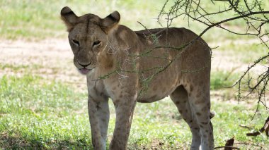 Görkemli bir dişi aslan, Tarangire Ulusal Parkı Tanzanya Afrika 'nın çarpıcı güzelliği ile çevrili yemyeşil çimenlerin üzerinde güvenle duruyor.