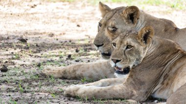 Sıcak zeminde huzur içinde uzanan bir çift aslan vahşi yaşam alanı Tarangire Ulusal Parkı Tanzanya Afrika 'da görkemli güzelliklerini sergiliyor.