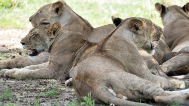 Huzurlu ve huzurlu bir aslan manzarası. Muhteşem güzelliklerini ve sosyal yapılarını sergiliyorlar. Tarangire Ulusal Parkı Tanzanya Afrika