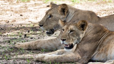 İki görkemli aslan, sıcak güneşin altında tembelce uzanmış zarif ve huzurlu Tarangire Ulusal Parkı Tanzanya Afrika 'sını sergiliyorlar.