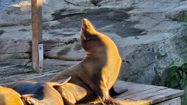 Neşeli bir deniz aslanı sıcak güneşin tadını çıkarıyor, büyüleyici doğasını güzel kayalık bir zemin üzerinde sergiliyor.