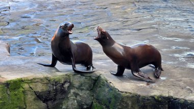 İki canlı deniz aslanı kayalık arazide spontane ve eğlenceli sesler çıkarırken görülebilir.
