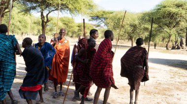 Canlı Masai savaşçıları, zengin kültürlerini kutlamak için savanda geleneksel bir dans gösterisi yapıyorlar. Tarangire Ulusal Parkı Tanzanya Afrika