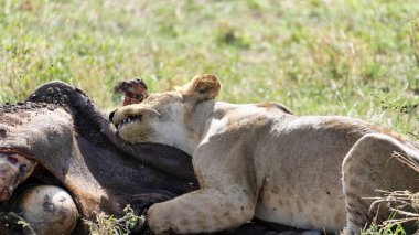 Bir dişi aslan avının yanında dinlenmek için bir dakikasını ayırıyor, vahşi yaşamın vahşi doğasını gösteriyor Tarangire Ulusal Parkı Tanzanya Afrika