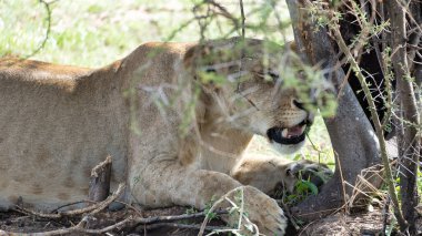 Bir dişi aslan, doğal yaşam alanı Tarangire Ulusal Parkı Tanzanya Afrika 'nın güzelliğiyle çevrili bir ağacın gölgesinde huzur içinde yatar.