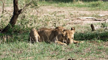 Barışçıl bir dişi aslan, yumuşak çimenlerde uzanıyor, Tarangire Ulusal Parkı 'ndaki Tanzanya Afrika' nın sakinliğini simgeliyor.