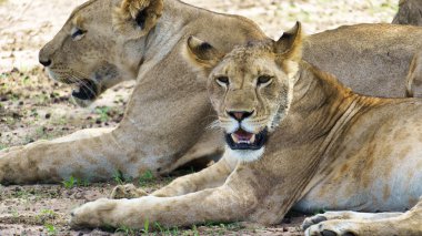 İki görkemli aslan doğal ortamlarında huzur içinde dinleniyor. Tarangire Ulusal Parkı Tanzanya Afrika 'nın nefes kesici güzelliğini sergiliyorlar.