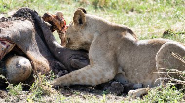 Bir dişi aslan doğal ortamında avıyla besleniyor ve en güçlü Tarangire Ulusal Parkı Tanzanya Afrika 'nın hayatta kalma kavramını gözler önüne seriyor.